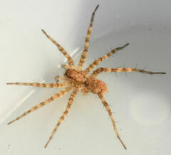 Pardosa mercurialis