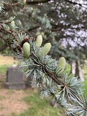 Picea pungens