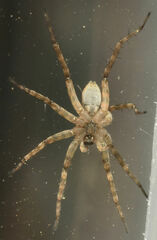 Pardosa mercurialis