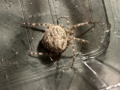 Araneus cavaticus