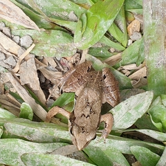 Physalaemus cuvieri