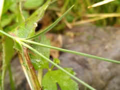 Dianthus hyssopifolius