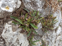 Asplenium ceterach