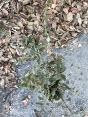 Rhopalomyia californica
