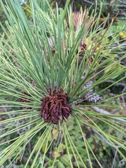 Pinus resinosa