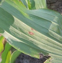 Phyllosticta convallariae