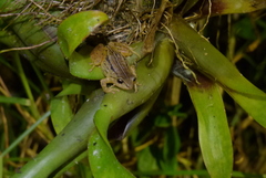 Pristimantis unistrigatus