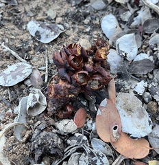 Kopsiopsis strobilacea