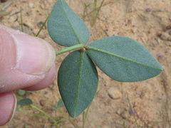 Indigofera discolor