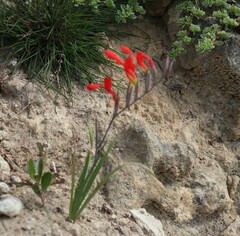 Gladiolus cunonius