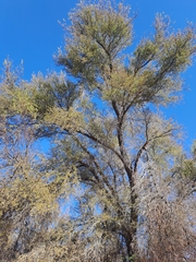 Prosopis alba