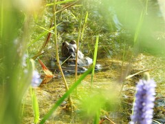 Lithobates grylio