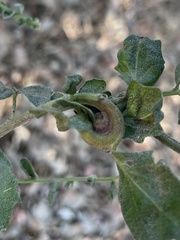 Rhopalomyia baccharis