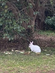 Oryctolagus cuniculus domesticus