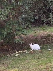 Oryctolagus cuniculus domesticus