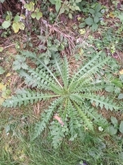 Cirsium palustre