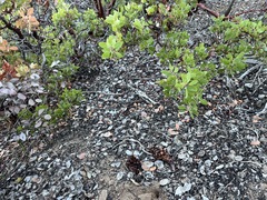 Kopsiopsis strobilacea