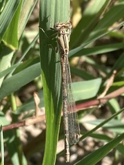 Argia nahuana