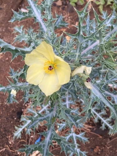 Argemone ochroleuca subsp. stenopetala image