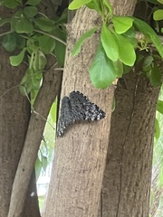Hamadryas feronia