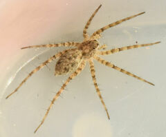 Pardosa mercurialis