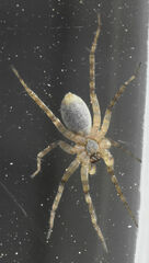 Pardosa mercurialis