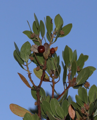 Odd, Tiny Manzanita fruiting