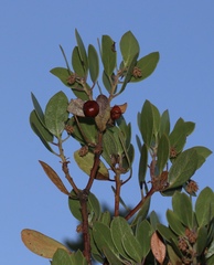Arctostaphylos × benitoensis