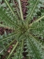 Cirsium palustre