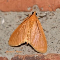 Phaedropsis