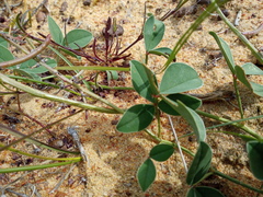 Indigofera discolor