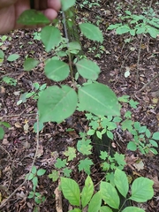 Viburnum prunifolium