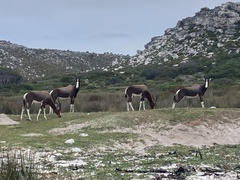 Damaliscus pygargus pygargus