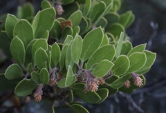 Arctostaphylos × benitoensis