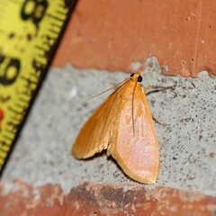 Phaedropsis