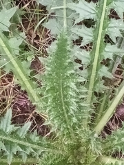 Cirsium palustre