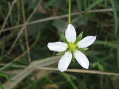 Arenaria montana