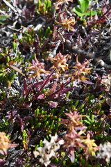 Pedicularis lapponica