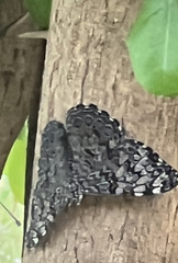 Hamadryas feronia
