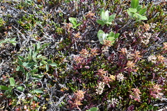 Pedicularis lapponica