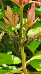 Nymphalidae