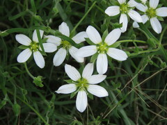 Arenaria montana