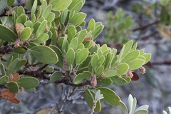 Arctostaphylos × benitoensis