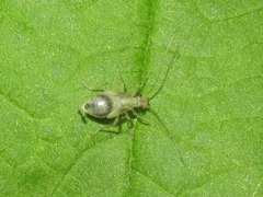Stenopsocus stigmaticus