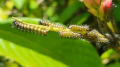 Nymphalidae