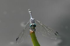 Micrathyria aequalis