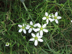 Arenaria montana