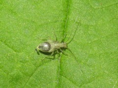 Stenopsocus stigmaticus