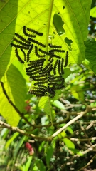 Nymphalidae