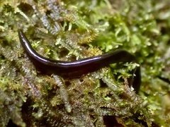 Endeavouria septemlineata